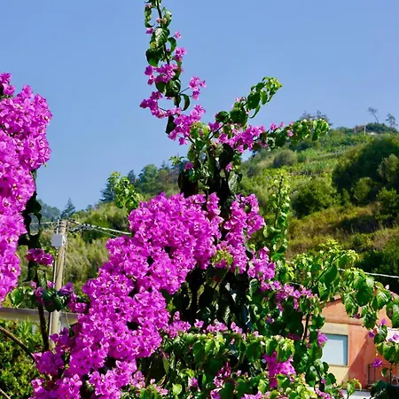 Le Conchiglie 公寓